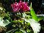 garden003