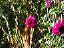 garden007