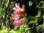 garden008