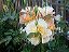 garden010