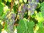 garden013