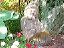 garden014