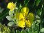garden018