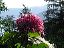 garden023